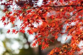 特点的近义词有哪些？