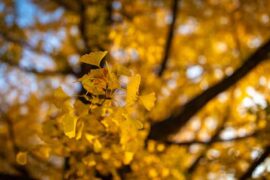 摆动的近义词有哪些？