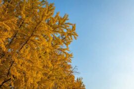 好妹妹乐队《青城山下白素贞》歌词评论及赏析