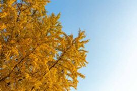 猜想的近义词有哪些？