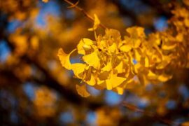 司南《星星在唱歌》歌词评论及赏析