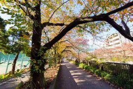 淡泊的近义词有哪些？