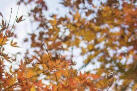 急中生智是褒义词吗？