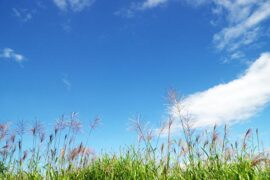 优美是褒义词吗？