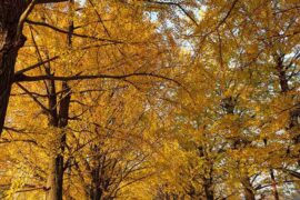 孝顺是褒义词吗？