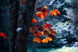 义气是褒义词吗？