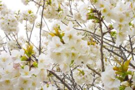 冰清玉洁是褒义词吗？