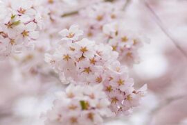 明眸皓齿是褒义词吗？