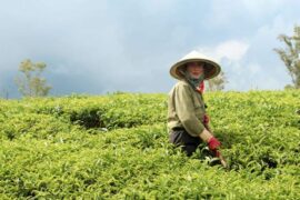 俏丽是褒义词吗？