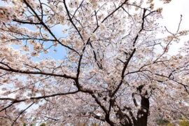 洗耳恭听是褒义词吗？