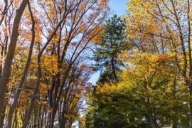 威风凛凛是褒义词吗？