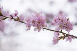 不屈不挠是褒义词吗？