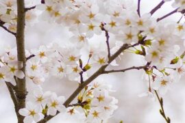 不耻下问是褒义词吗？