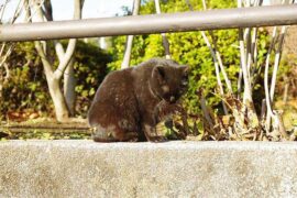 悲观是贬义词吗？