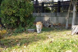 聒噪是贬义词吗？