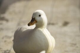 骄傲是贬义词吗？