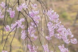 见钱眼开是贬义词吗？