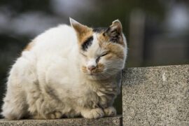 可恶是贬义词吗？