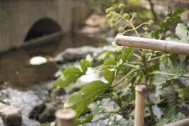 狂犬吠日是贬义词吗？