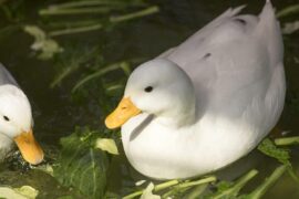 吝啬是贬义词吗？