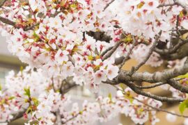 明火执仗是贬义词吗？