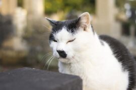 懦弱是贬义词吗？