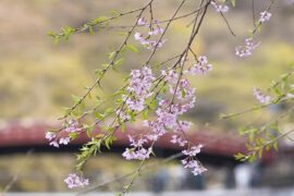 贪婪是贬义词吗？