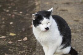 无耻是贬义词吗？