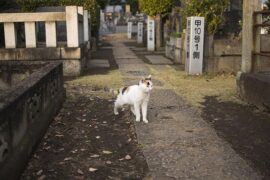 险恶是贬义词吗？