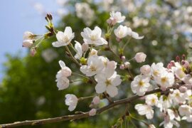 虚荣是贬义词吗？