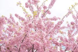 现在我梦里是一片荒林，木叶尽脱。或是在巫峡旅途间，暗色的天，暗色的水，不知往何处去