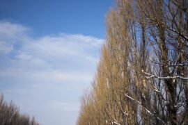 秋风多，雨相和，帘外芭蕉三两窠。夜长人奈何？