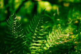 张文琮《蜀道难·梁山镇地险》全文及鉴赏