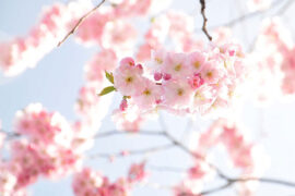 杜甫《丽人行·三月三日天气新》全文及鉴赏