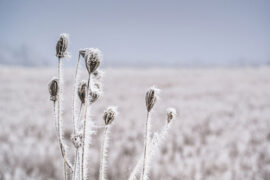 岑参《白雪歌送武判官归京》全文及鉴赏