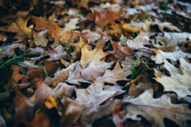 李颀《琴歌·主人有酒欢今夕》全文及鉴赏