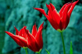 那些寂寞的花朵，是春天遗失的嘴唇