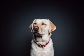 事不一而理有定在，犹百川万折，必归于海