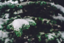 范仲淹《苏幕遮·怀旧》全文及鉴赏