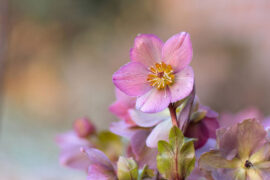 每一个灵魂是一个世界，没有窗户。而可爱的灵魂都是倔强的独语者