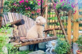 伍呆呆：我的世外桃源