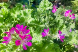 伍呆呆：吃春的滋味