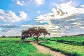 伍呆呆：从字里到画里