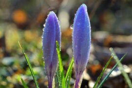 在鱼腥草里咀嚼历史