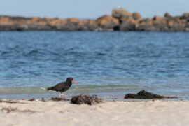 杜甫《观公孙大娘弟子舞剑器行》全文及鉴赏
