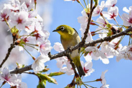 爱不释手的同义词有哪些？