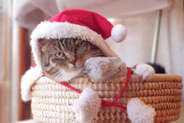 碍事的同义词有哪些？