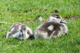 明确地爱，直接地厌恶，真诚地喜欢