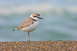 年年今夜，月华如练，长是人千里