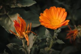 最新五四青年节祝福语大全